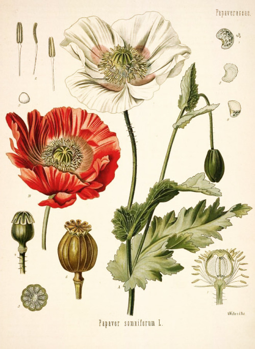 Walther Müller, Illustration of Opium Poppy, Papaver somniferum, from Köhler’s Medizinal-Pflan