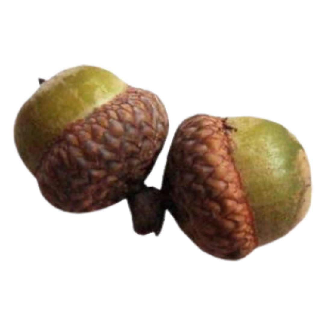 Acorns