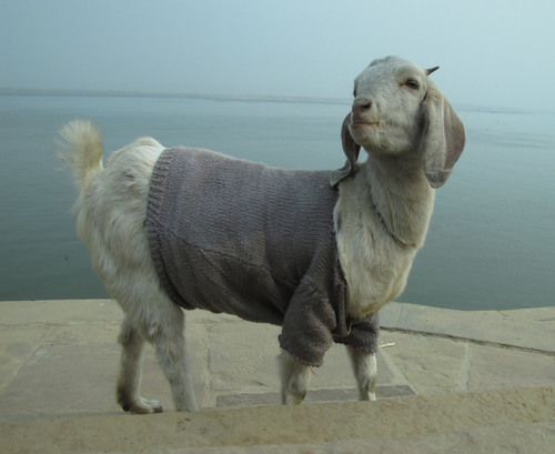 letshearitforthegoats: The Sweatered Goats of Varanasi