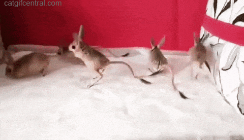 catgifcentral:Mousgaroos or Kangarats