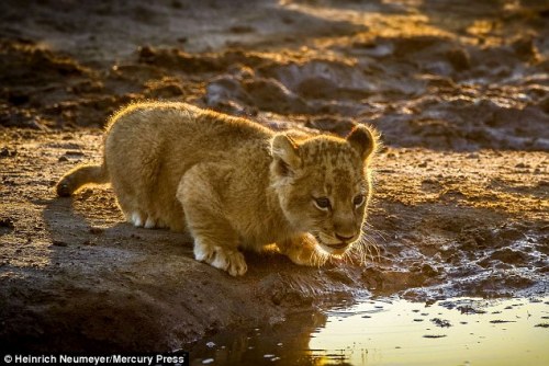 The Cutest Roar Ever! Three-month-old Lion Escapes From His Mother To Test Out His New Voice In South