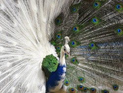 sixpenceee:  Peacock with a plume that is half white. 