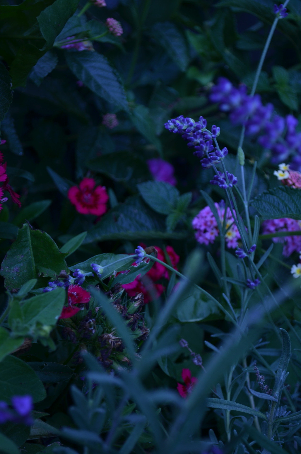 isthe-amaranthine:  Photo by Monica Marie 