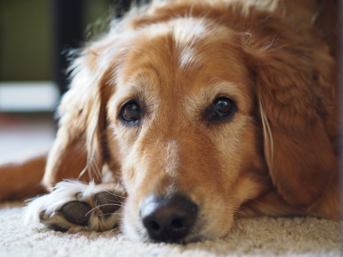 handsomedogs:  http://be-an-enthusiast.tumblr.com/