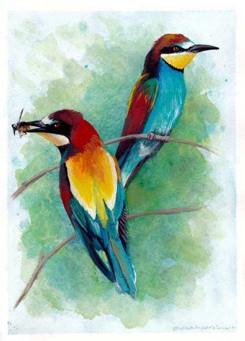 elizabethpatricianart: European Bee-eaters, gouache on paper. Portfolio reblog. European Bee-eaters 