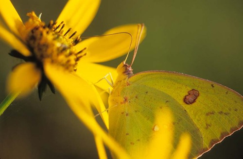 look at all these beautiful pictures of nature! they’re all from this site here.