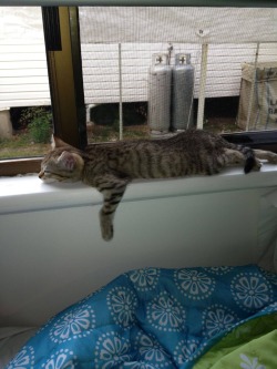 kittymania4u:  Our recently adopted kitten this is how she sleepsFollow Us For More Awesome KITTY MANIA