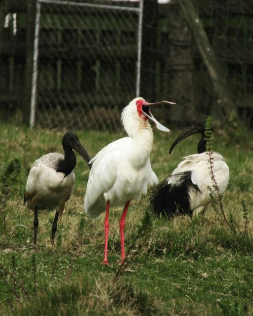 #WaterbirdWednesday…”Hey boet, I think I’m a little lost…!!!” Odd to see an African Spoonbill just h