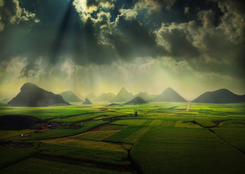 The Canola Fields (Luoping,Yunnan,China)ph. Weerapong Chaipuck