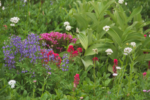 Meadows and Wildflowers