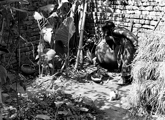 classicfilmblr:পথের পাঁচালী (Pather Panchali) 1955 dir. সত্যজিত