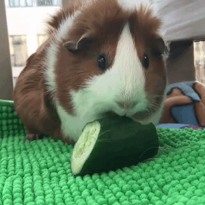sensry: Guinea Pig Munchin’ | piggiesonwheels on Instagram