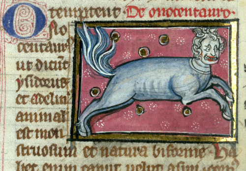 onocentaurus (ass-centaur)  Thomas of Cantimpré, Liber de natura rerum, France ca. 1290.