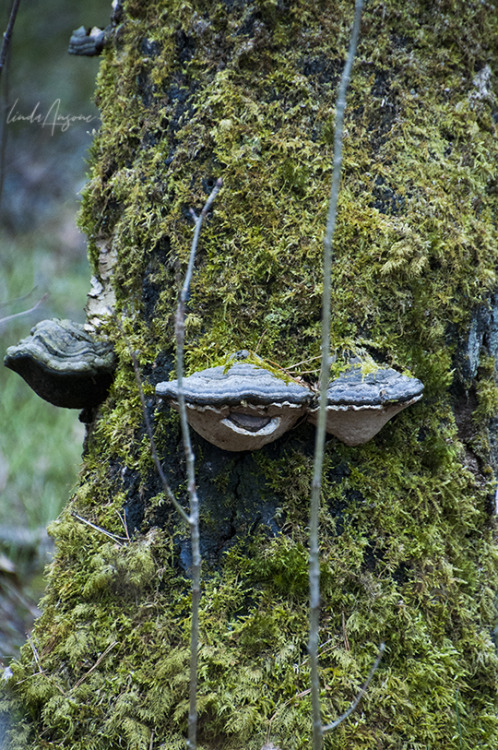 fomes fomentarius