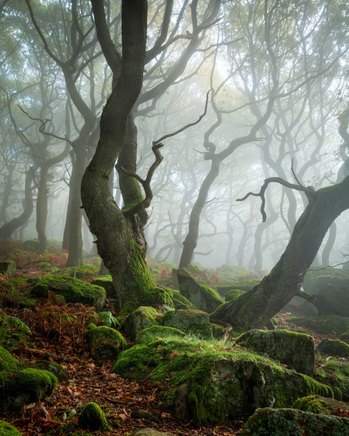 voiceofnature:Ancient woodland, Peak Districtby James Mills