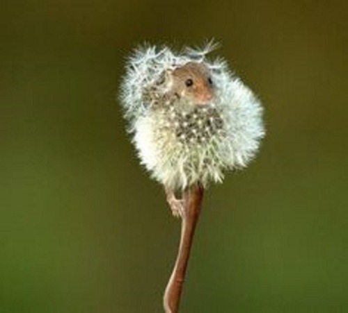 Can You Find The Mice It Is Tiny Surprise