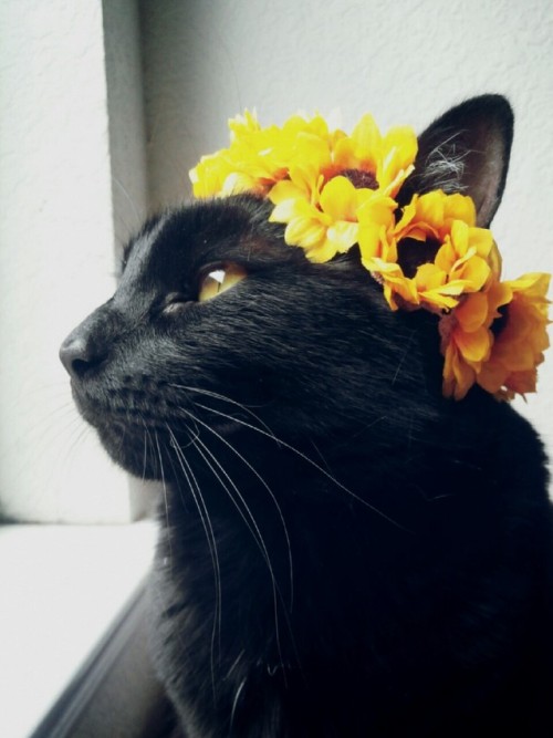 ainawgsd:Cats With Flower Crowns