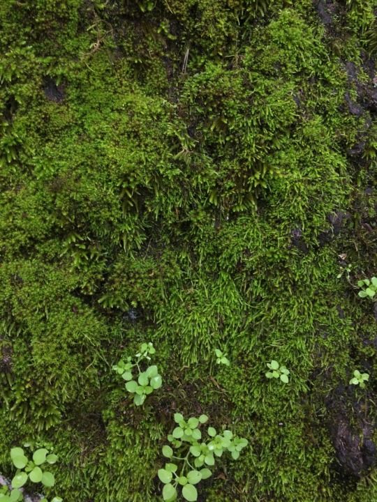 mossylesbian:  Moss appreciation post 