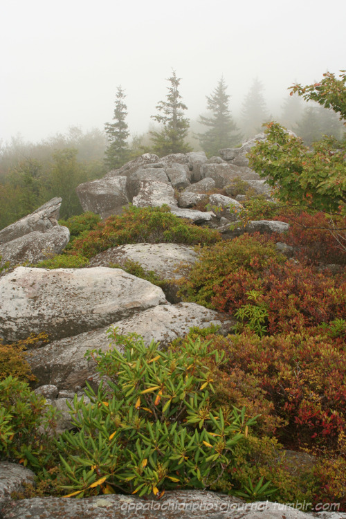 appalachianphotojournal:Storm on the Mountain: Dolly Sods, West Virginia (September 2006)What makes 