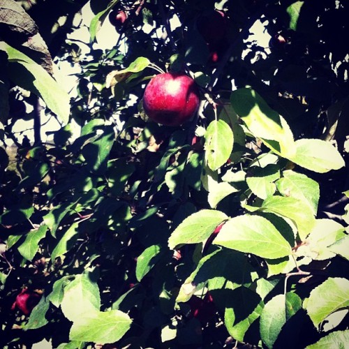 I went apple picking today