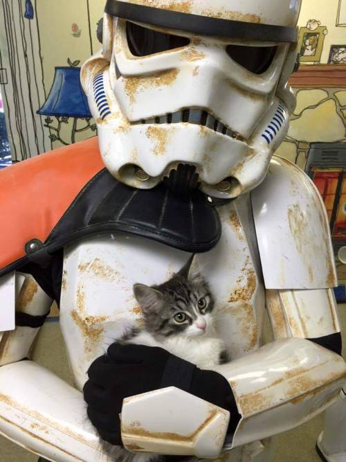 501stbhg: Troopers n cats!