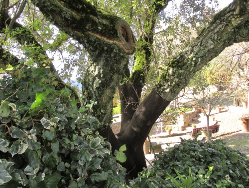 Cork tree, ancient but recently harvested for its lower bark, in the gardens at Marvão.