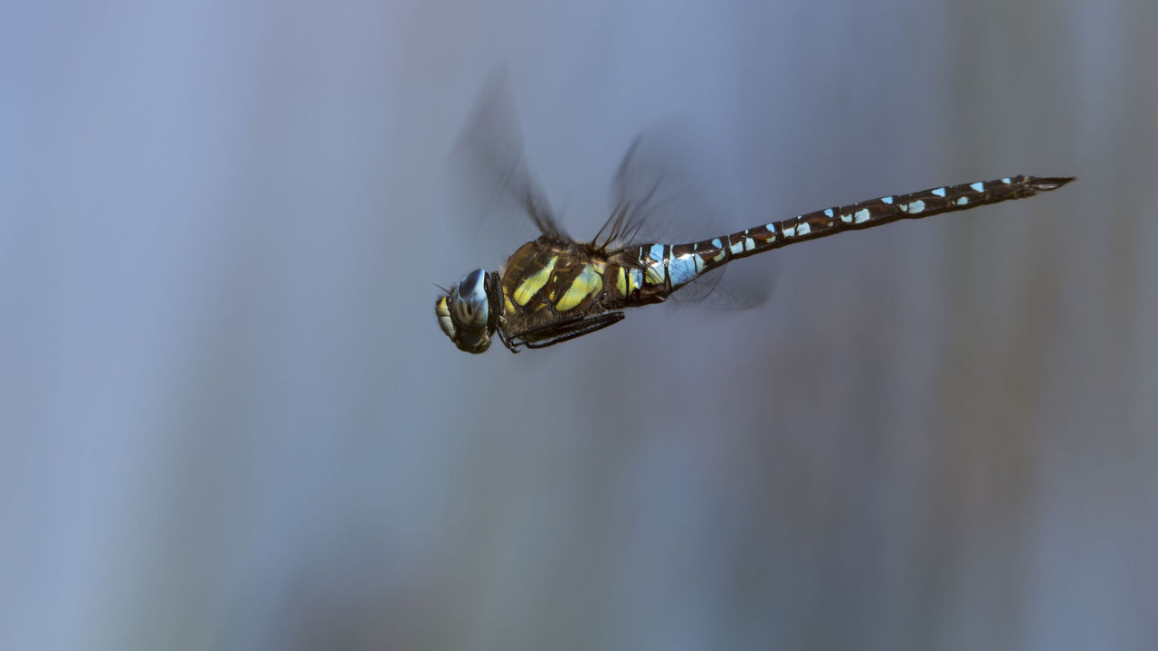 euph0r14:  macro | Flight of the Migrant Hawker # 9   | by helmi1 | http://ift.tt/2cB1tao
