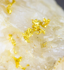 fuckyeahmineralogy:  Native gold on a quartz matrix- Brusson- Aosta Valley- Italy