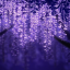 wisteria-moon44