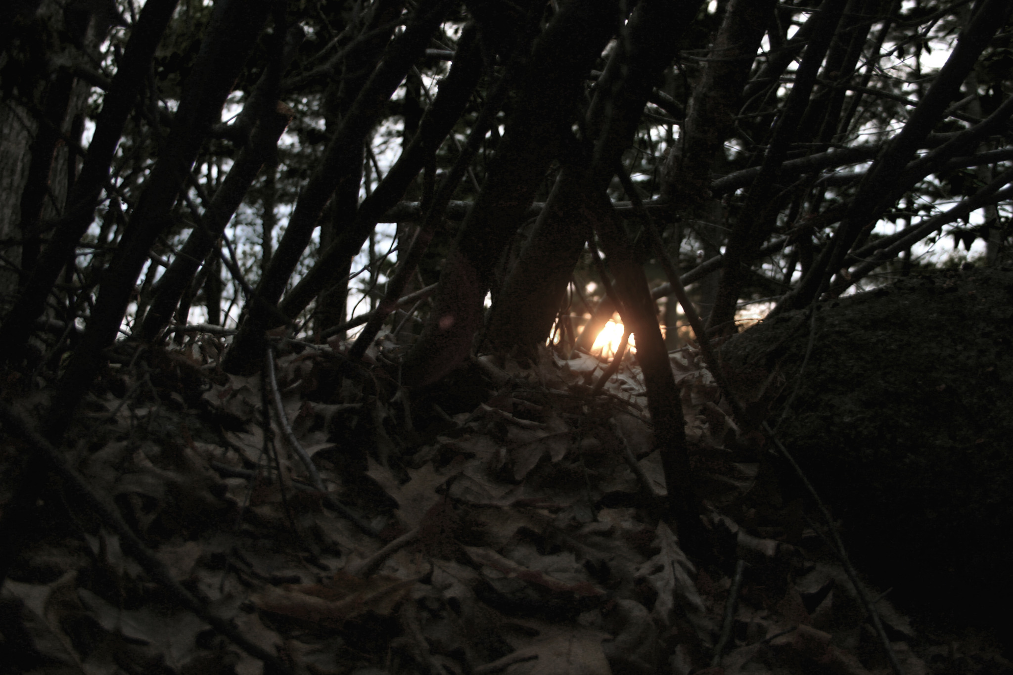 Sun setting through the branches …