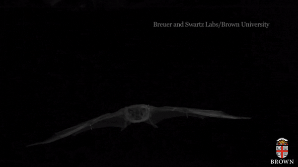 katiecouric:  Researchers at Brown University have released a study on bat wings.