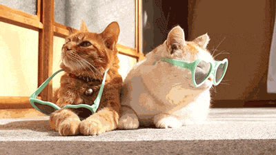 salvamisandwich:  can someone reverse these gifs so it looks like the sunglasses are going on 