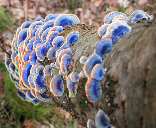 Turkey Tail Mushroom