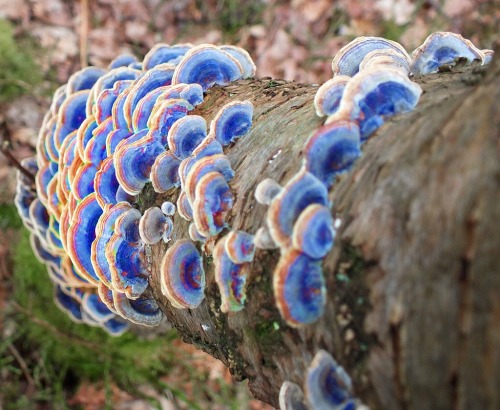 k-h0l3-k4rd45h14n:Turkey tail mushroom