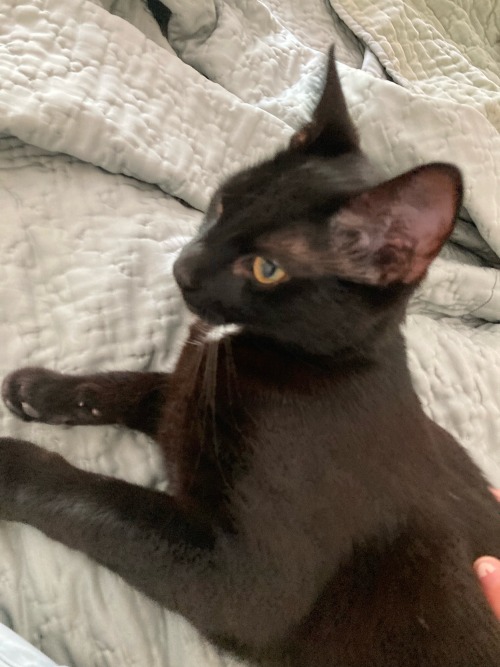 Pretty Boy #2. His Name Is Godzilla And Hes A Little Goober