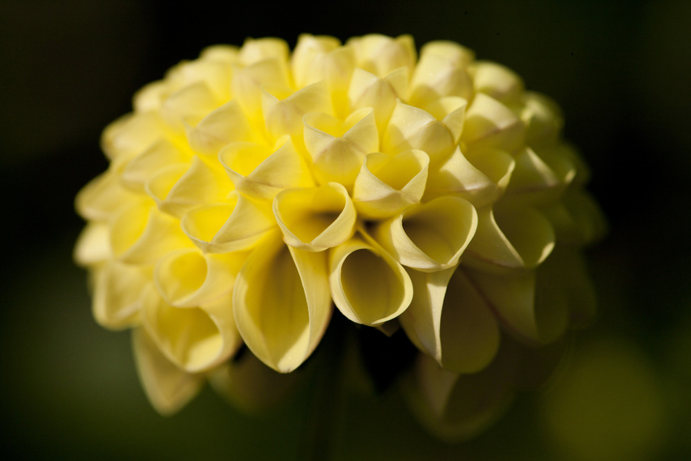 nybg:  Y’know, we told the dahlias in the Home Gardening Center that perfection