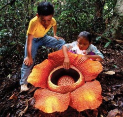 sasscameron:  congenitaldisease:  Rafflesia arnoldii is the world’s largest flower, with a diameter of around one meter and weighing up to ten kilograms. The flower is very rare and not easy to locate, growing only once a year, for five days. It grows