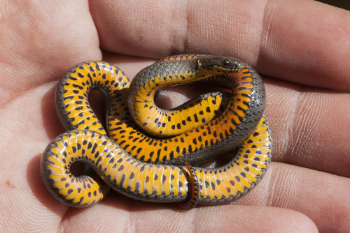 emerald-of-the-eight:RIng necked snakes [Diadophis punctatus] flash their bellies as an intimidation