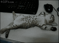 knight-artorias-of-the-abyss:uncomfortableconfusion:The cutest kitten gifs ever on tumblr~ooc~I swea