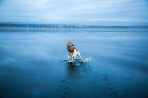 legendaryspacecreature:  the-lazykat:  escapekit:  Huskies on water Russian photographer Fox Grom on his recent walk with his dogs has captured a beautiful series of photos. He discovered a frozen lake covered with rainwater that created the illusion