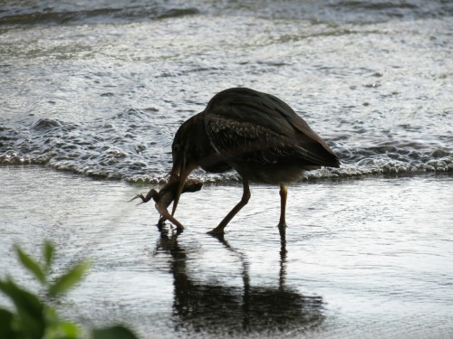 green heron eating an amphib - Isla Ometepe - Nicaragua 2012