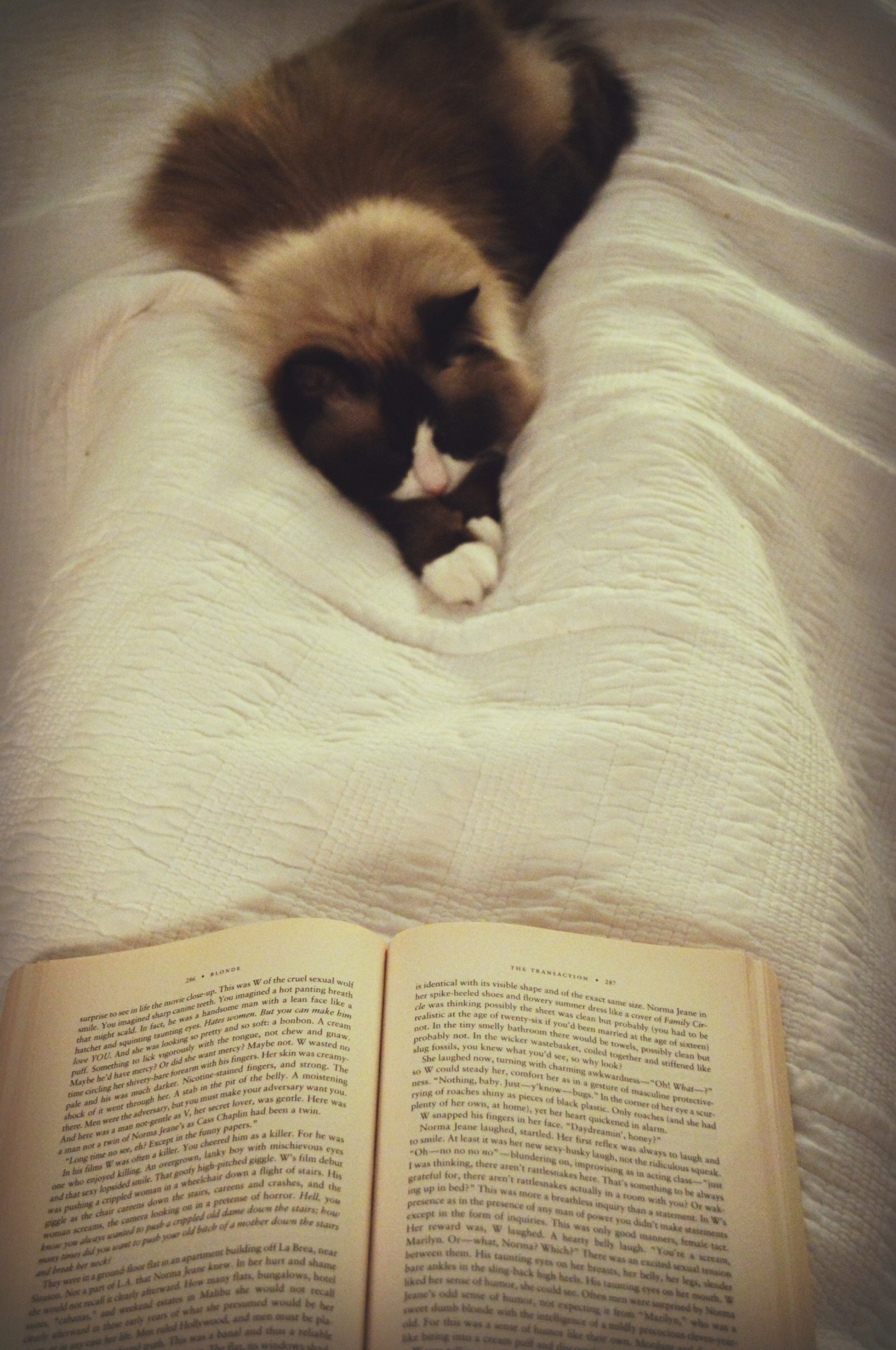 falling-inlove-with-books:  taylormurch:  Reading with Atticus.  Your cat has the