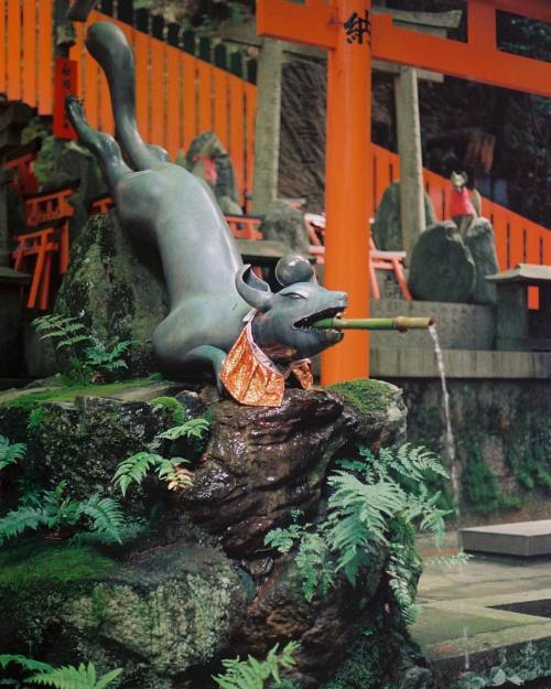 Analog photo. Fushimi Inari Shrine in Kyoto. This place is awesome!!! #analog #kitsune #fushimiinari