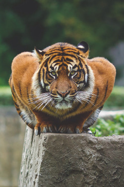 blazepress:  Crouching tiger.