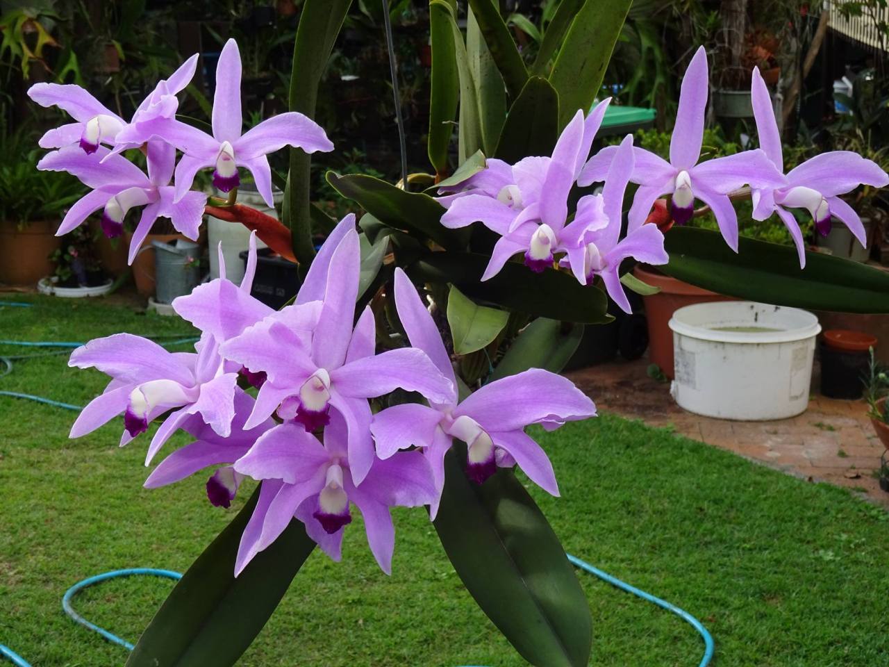 Cattleya perrinii (syn. Laelia perrinii).
Orchidaceae: Laeliinae.
By Steve Robin. [x]