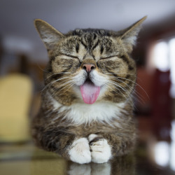 bublog:  BUB sets a new world record for contentedness.  