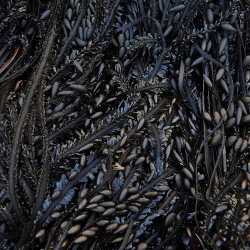 archaeologicals: my soul is full of longing for the secret of the sea