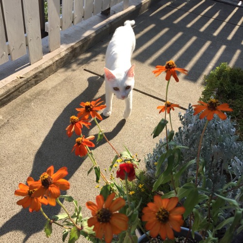 ayatanimoto:  My cat and flowers 