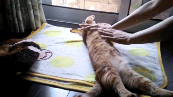 sizvideos:  This Kitten Has A Hilarious Way Of Relaxing! - VideoFollow our Tumblr