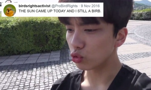 doitforbangyongguk: B.A.P | text post meme | 3/∞yoo youngjae + birdsrightsactivist edition 